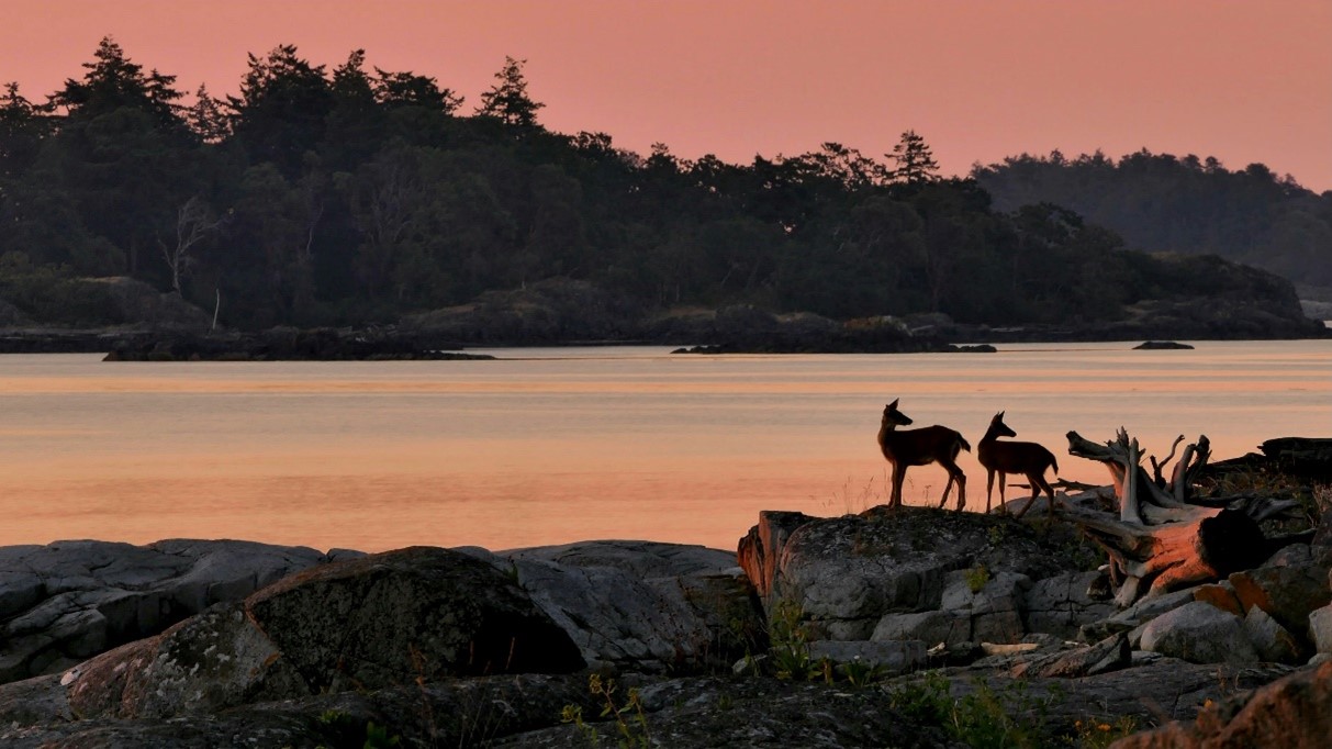 Active in the Outdoors: Deer on the Rocks at Sunrise (Nanoose Bay) by Neil A.