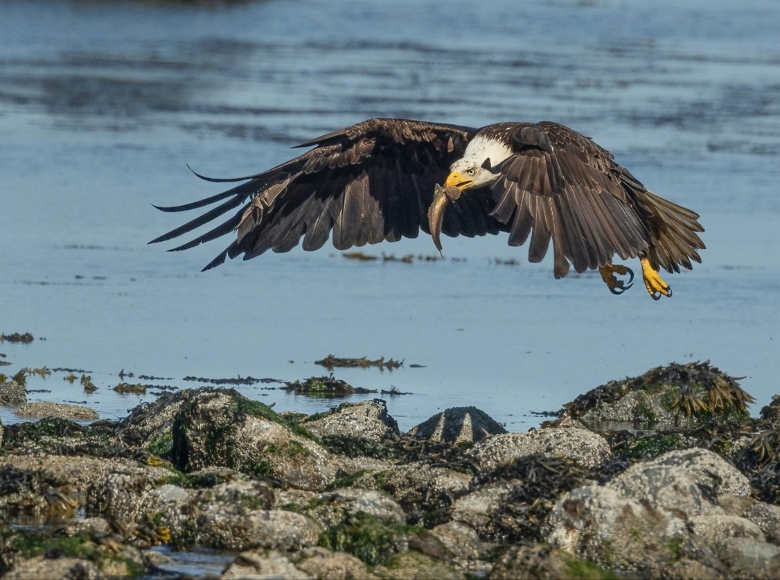 Draw Prize Winner: Eagle Catching a Midshipman Fish Deborah F RS