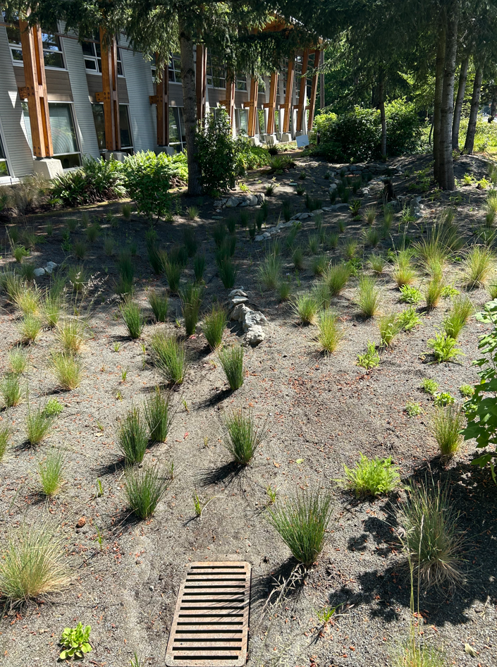 May 2024 - Installation of native plants