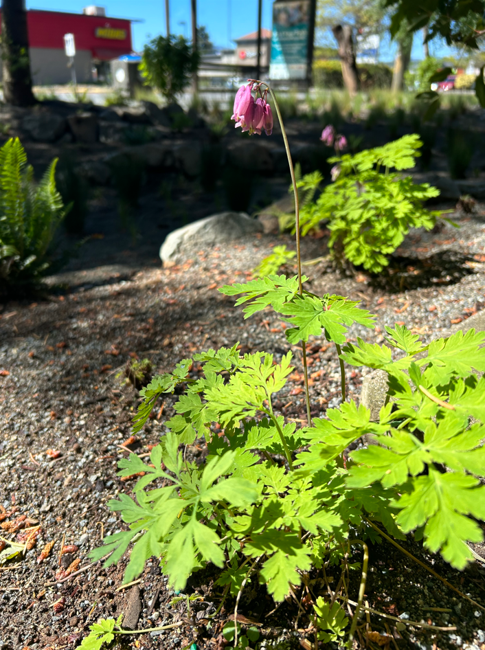 May 2024 - Native plants blooming