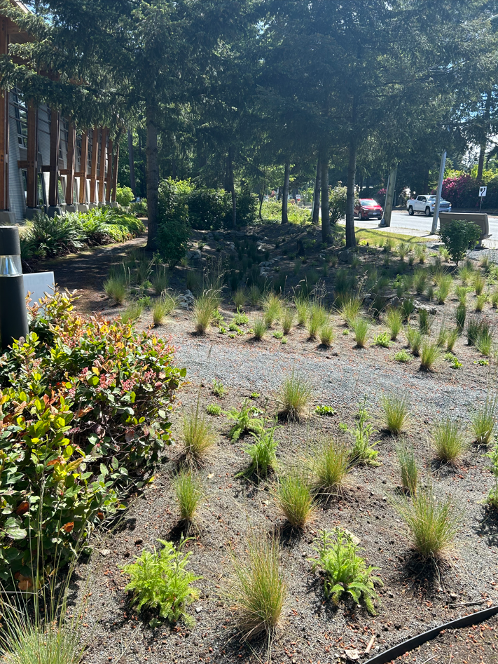 May 2024 - Installation of native plants