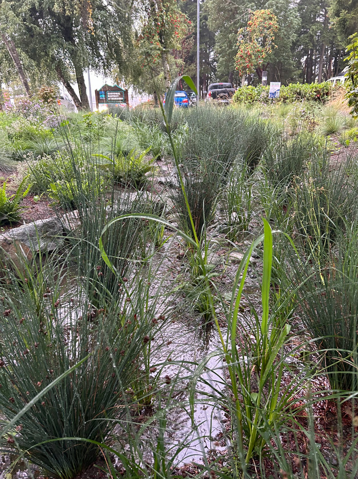 Rain garden working to infiltrate rain water during a storm