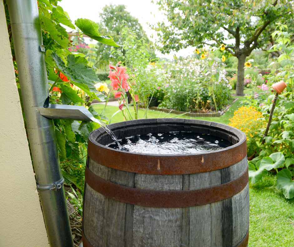 rainbarrel