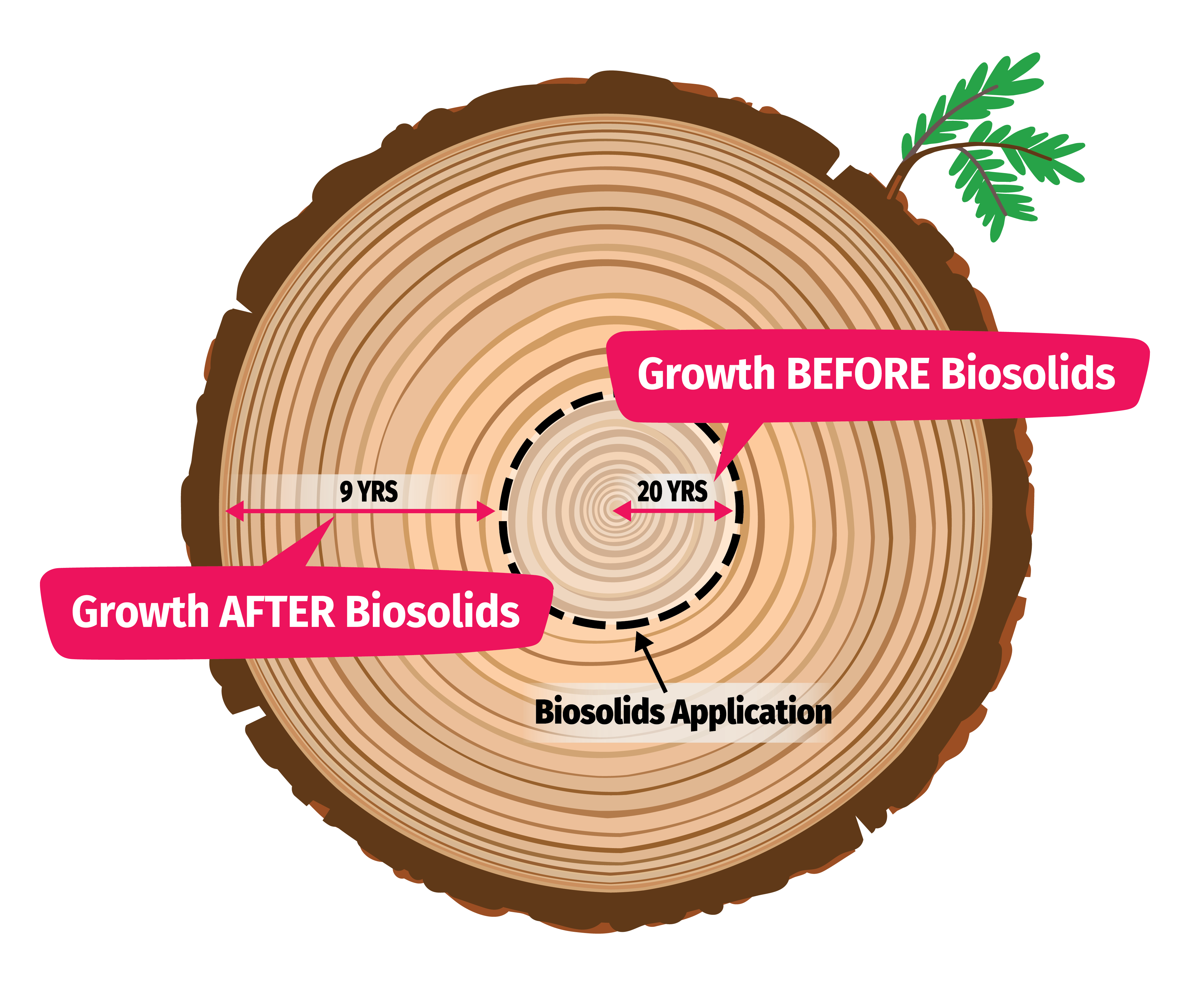 Comparison of tree growth rings before and after biosolids