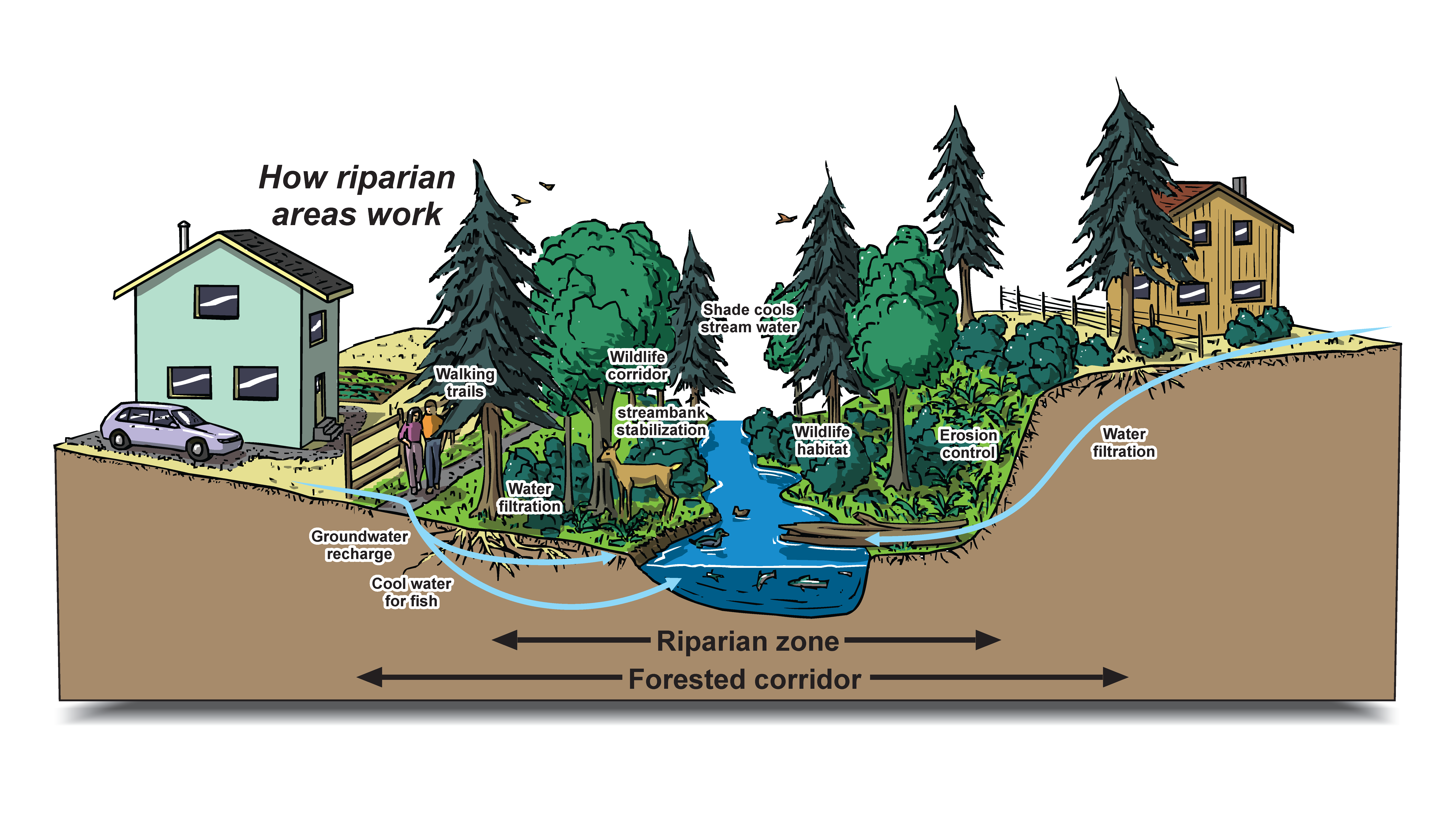 Riparian Area